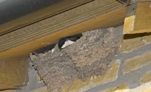 : House Martin Delichon urbicum at nest under eaves Northumberland UK summer