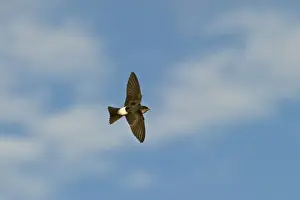 : House Martin Delichon urbicum recently fledged Northumberland UK