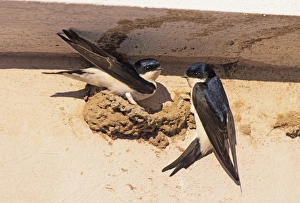 Nesting Prints: House Martins building nest under eaves of house Kent May