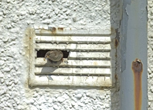House Sparrow, Passer domesticus, female leaving nest in ventilation shaft of derelict building House Sparrow, Passer domesticus, female leaving nest in ventilation shaft of derelict building
