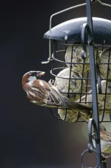 House Sparrow Passer domesticus on fat feeder in garden Norfolk