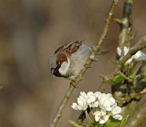 Sparrow Prints: House Sparrow Passer domesticus, Kent spring