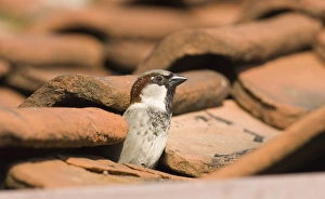 House Sparrow Passer domesticus looking out frm nest hole in roof Norfolk summer House Sparrow Passer domesticus looking out frm nest hole in roof Norfolk summer