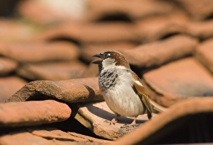 House Sparrow Passer domesticus male chirping on roof Norfolk spring House Sparrow Passer domesticus male chirping on roof Norfolk spring