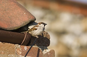 House Sparrow Passer domesticus male UK spring