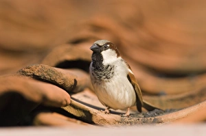 House Sparrow Passer domesticus male on roof Norfolk spring
