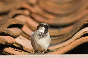Urban Prints: House Sparrow Passer domesticus male UK spring