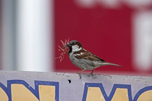 House Sparrow Passer domesticus nesting in Purple Martin house Florida USA House Sparrow Passer domesticus nesting in Purple Martin house Florida USA