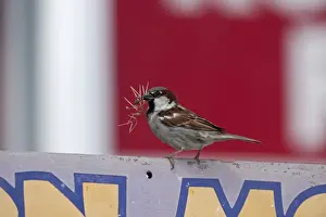 Everglades Prints: House Sparrow Passer domesticus nesting in Purple Martin house Florida USA