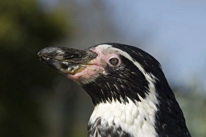 Humboldt Penguin Spheniscus humboldti - captive