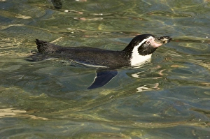Humboldt Penguin Spheniscus humboldti - captive