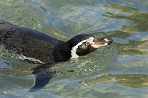 Humboldt Penguin Spheniscus humboldti - captive