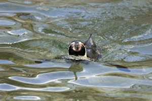 Humboldt Penguin Spheniscus humboldti - captive