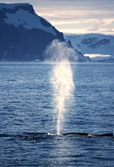 Images Dated 2009: Humpback Whale exhaling, Antarctic Peninsula