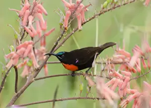 Africa Prints: Hunters Sunbird Nectarinia hunteri male Baringo Kenya July