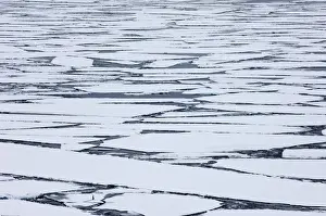 Images Dated 9th November 2005: Ice Cakes (broken pack ice) in Weddell Sea Antarctica