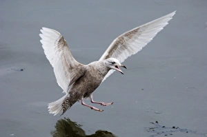Images Dated 2006: Iceland Gull 1 st W North Shields UK winter