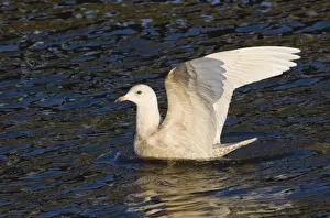 Iceland Gull Larus glaucoides 1st winter North Shields Fish Quay Tyne & Wear Feb 2006