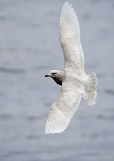 Iceland Gull Larus glaucoides 1st winter North Shields Fish Quay Tyne & Wear winter 05 / 06