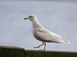 Immature Prints: Iceland Gull Larus glaucoides 1st winter North Shields Fish Quay Tyne & Wear winter 05 / 06