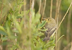 Warbler Prints: Icterine Warbler Shetland