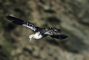 immature Gannet Sula bassana Shetland June UK