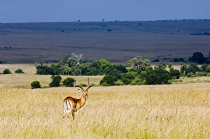 Masai Mara Prints: Impala Masai Mara Kenya