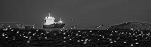Coast Prints: Infrared image showing thousands of Manx Shearwaters Puffinus puffinus gathering