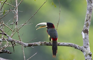 Ivory-billed Aracari Pteroglossus azara Amazon River Nr Iquitos Peru Ivory-billed Aracari Pteroglossus azara Amazon River Nr Iquitos Peru