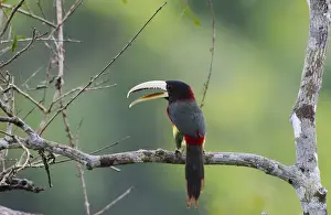 Neotropical Prints: Ivory-billed Aracari Pteroglossus azara Amazon River Nr Iquitos Peru