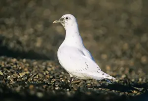 Ivory Gull Pagophila eburnea 1st winter Suffolk December