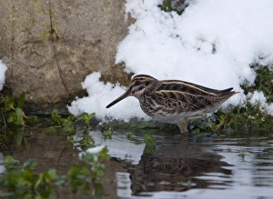 Jack Snipe Lymnocryptes minimus feeding in cold weather Salthouse duck pond Norfolk Jack Snipe Lymnocryptes minimus feeding in cold weather Salthouse duck pond Norfolk