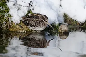 Jack Snipe Lymnocryptes minimus feeding in cold weather Salthouse duck pond Norfolk