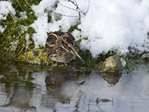 Jack Snipe Lymnocryptes minimus Salthouse duck pond Norfolk December Jack Snipe Lymnocryptes minimus Salthouse duck pond Norfolk December