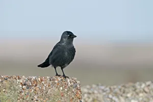 Bird Prints: Jackdaw Corvis monedula Norfolk
