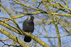 Jackdaw Corvus monedula Norfolk winter