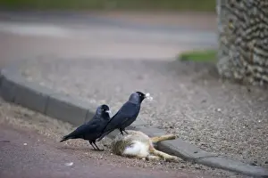 Nesting Prints: Jackdaw Corvus monedula plucking fur from road casualty hare to line nest Norfolk spring