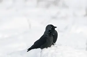 Crow Prints: Jackdaw Corvus monedula in snow Salthouse Norfolk December