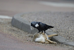 Jackdaws Corvus monedula collecting fur from dead hare to line nest Norfolk spring Jackdaws Corvus monedula collecting fur from dead hare to line nest Norfolk spring