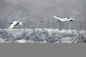 Crane Prints: Japanese Cranes Grus japonensis Hokkaido Japan winter