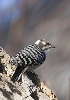Japanese Pygmy Woodpecker Dendrocopos kizuki nippon Hokkaido Japan Japanese Pygmy Woodpecker Dendrocopos kizuki nippon Hokkaido Japan