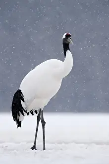 Japanese (Red crowned) Crane Grus japonensis Akan Hokkaido Japan winter
