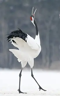 Japanese (Red crowned) Crane Grus japonensis Akan Hokkaido Japan winter