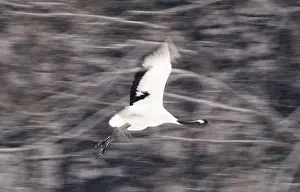 Japanese (Red crowned) Crane Grus japonensis Akan Hokkaido Japan winter
