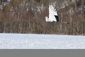 Japanese (Red crowned) Crane Grus japonensis Akan Hokkaido Japan winter