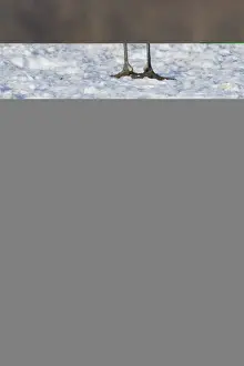 Japanese (Red crowned) Crane Grus japonensis Akan Hokkaido Japan winter