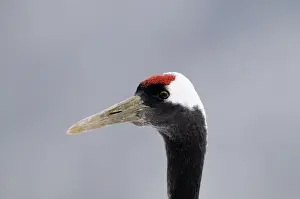 Japanese (Red crowned) Crane Grus japonensis Akan Hokkaido Japan winter