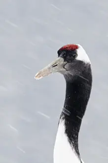 Japanese (Red crowned) Crane Grus japonensis Akan Hokkaido Japan winter