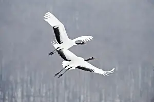 Japanese (Red crowned) Cranes Grus japonensis Akan Hokkaido Japan winter