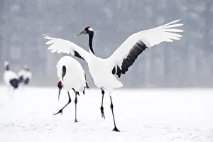 Japanese (Red crowned) Cranes Grus japonensis Akan Hokkaido Japan winter